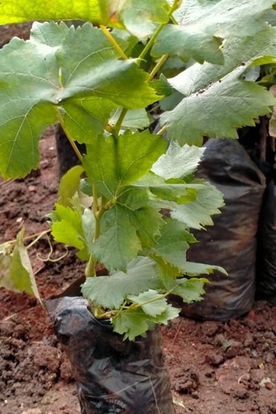 Grapevine Seedlings