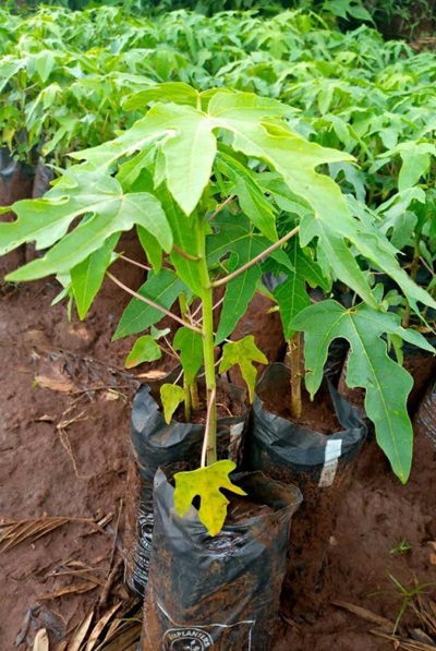 Papaya Seedlings