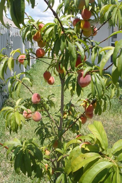 Peach Plant Seedlings