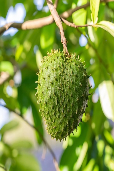 Soursop Plant Seedling