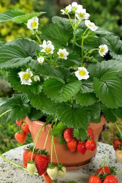 Strawberry Seedlings